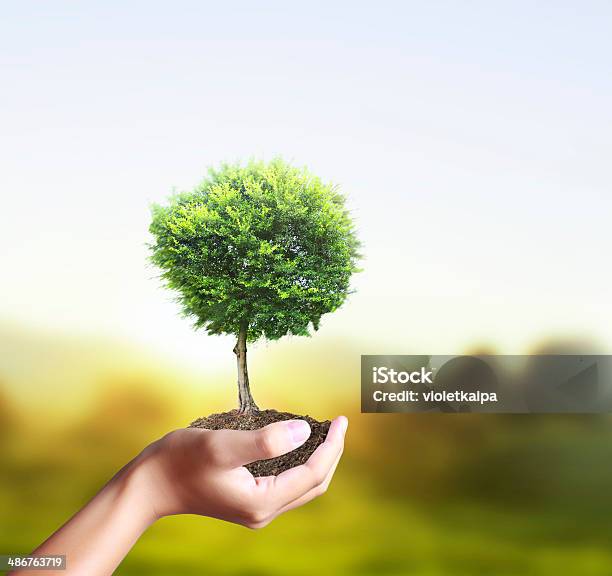 A small arborvitae, short round tree in the yard Photo - Alamy